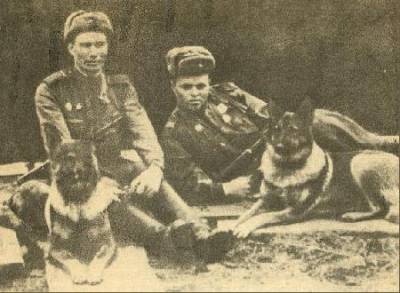 10 известных собак Второй мировой войны
