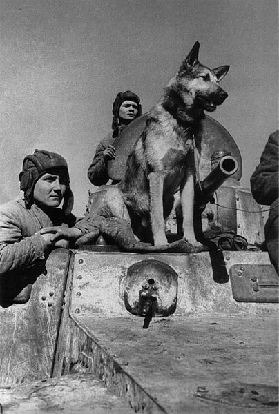 10 известных собак Второй мировой войны