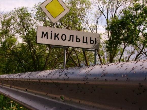 Нашествие комаров на деревню в Беларуси