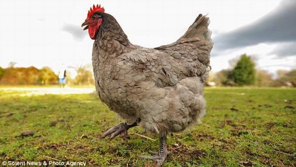 В Британии уникальная курица несет яйца, которые предвещают погоду