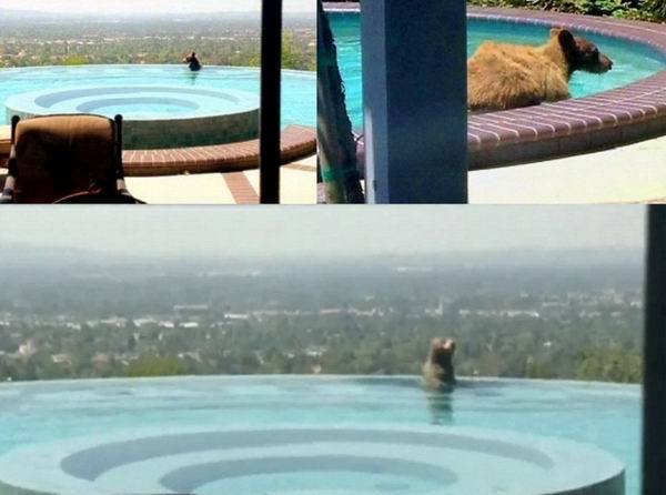 Медвежонок искупался в бассейне калифорнийского пентхауса