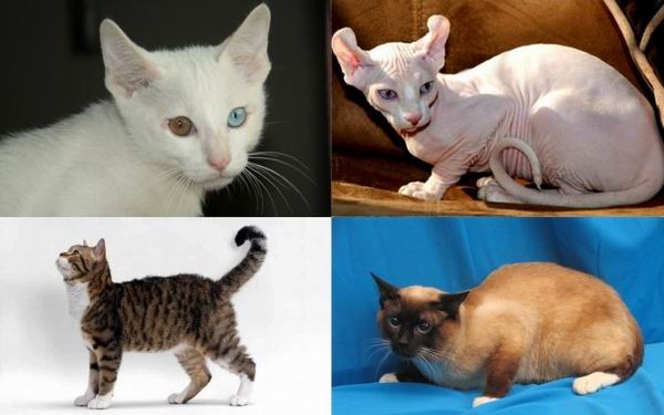 10 самых редких и дорогих пород кошек
