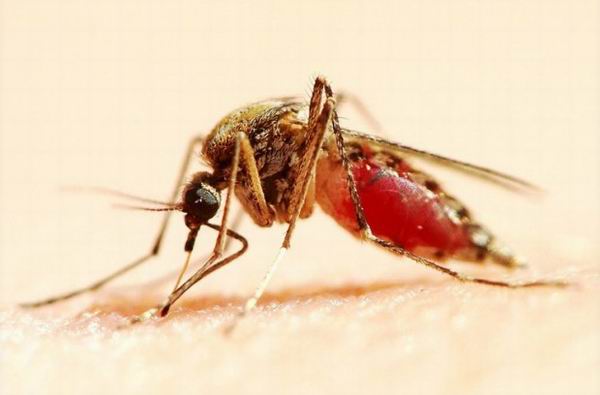 Простые способы спастись от укусов комаров