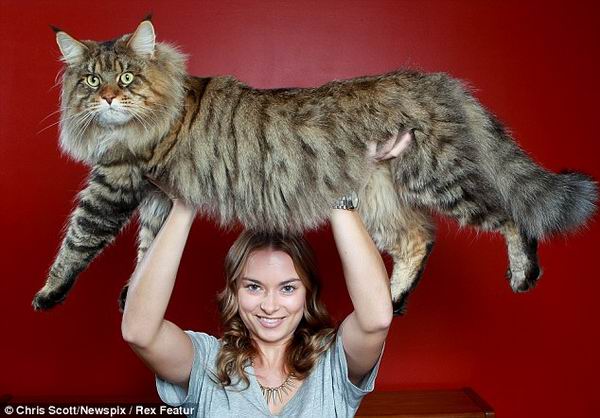 Руперт: самый большой в мире кот
