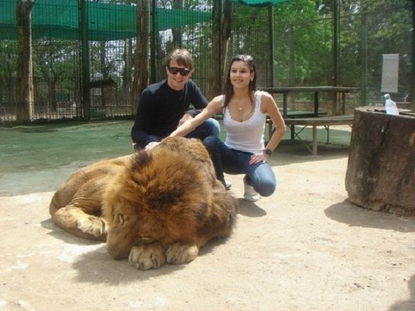 В аргентинском зоопарке можно посидеть в клетке со львами и тиграми