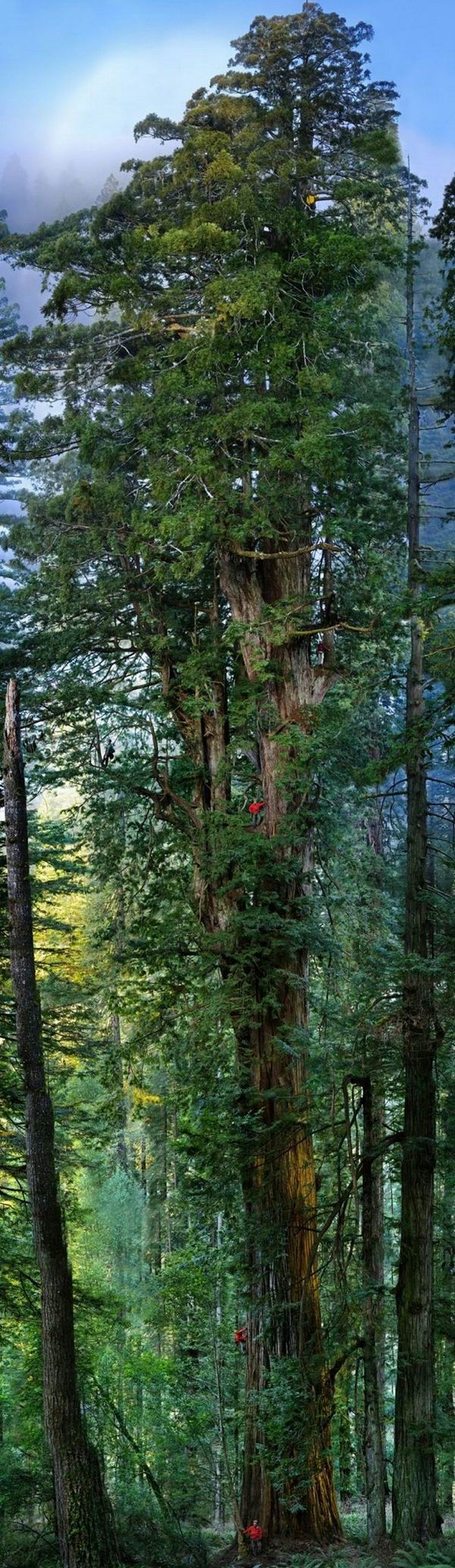Дерево Генерала Шермана — самое большое в мире