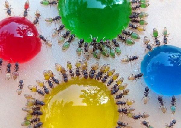 В Индии завелись цветные муравьи