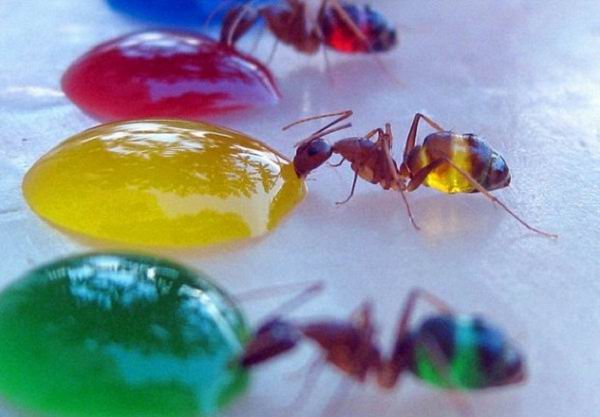 В Индии завелись цветные муравьи