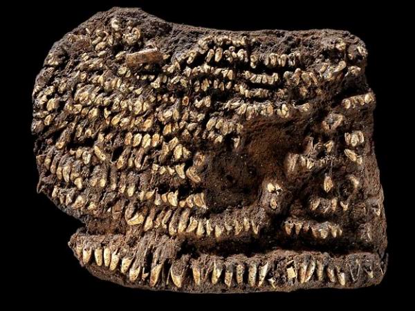 Самая древняя сумочка в мире украшена собачьими зубами