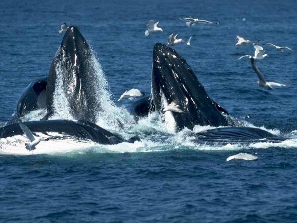У китов найден новый орган чувств