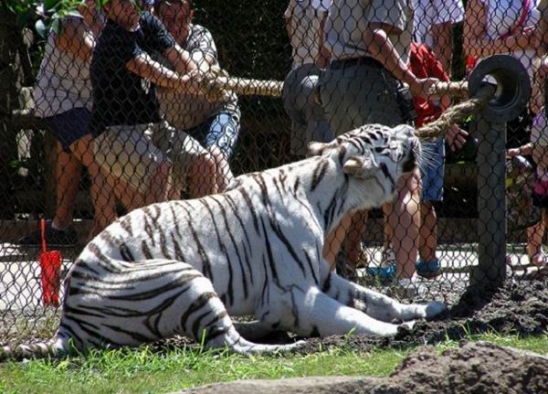 В американском зоопарке можно помериться силой с бенгальским тигром
