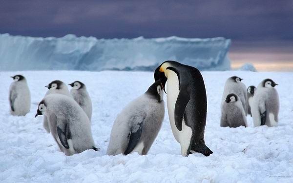 Почему у пингвинов не мерзнут ступни?