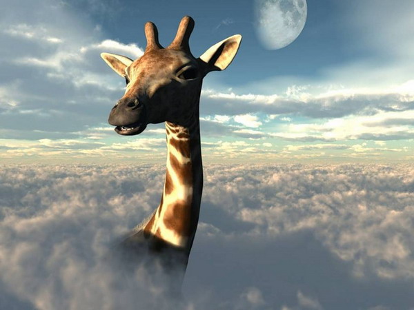 Любопытные и забавные факты о жирафах