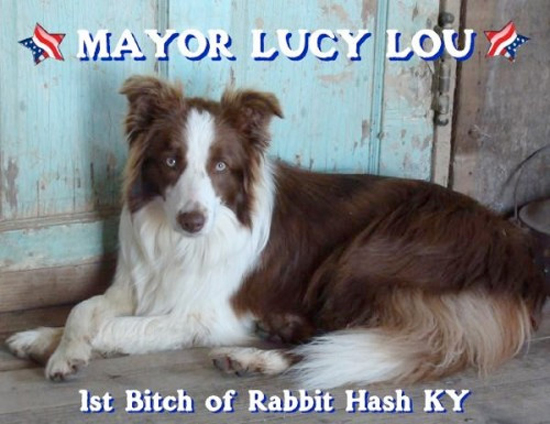 5 животных, которые баллотировались на пост мэра… и выиграли!