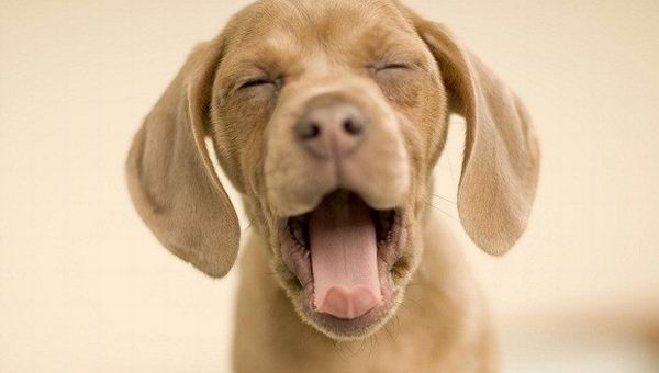 Почему собаки крутятся на месте перед тем, как лечь спать?