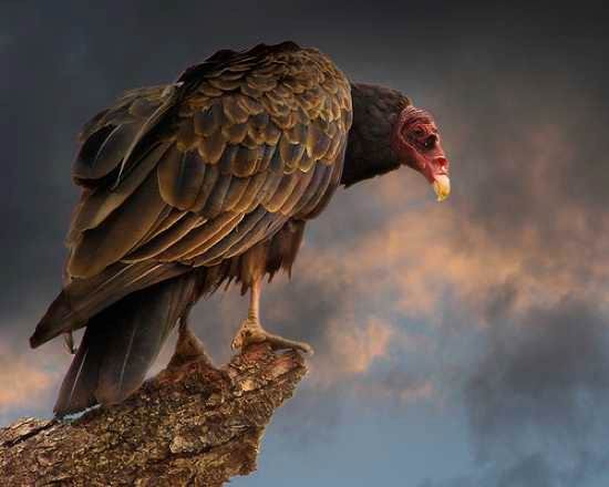 10 птиц, которых стоит опасаться