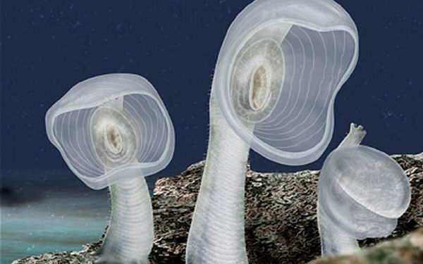 10 реальных морских существ из ваших кошмаров