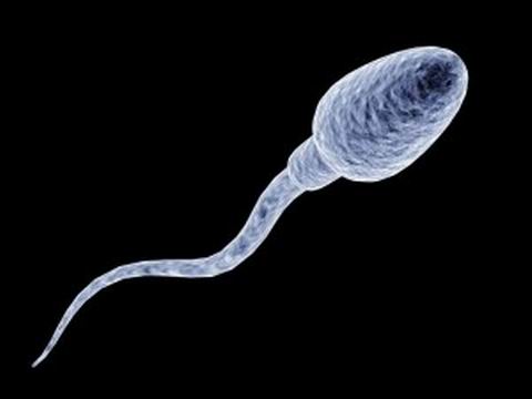 Чем отличаются друг от друга сперматозоиды?