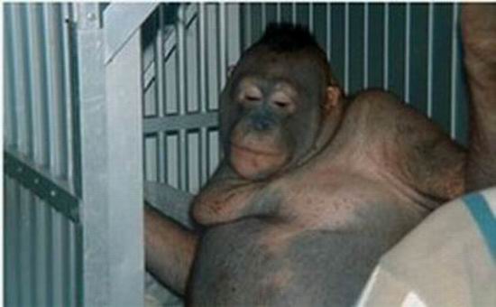 На о. Борнео орангутана использовали как проститутку