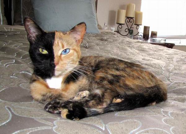 Необычная двуликая кошка-химера стала звездой Интернета