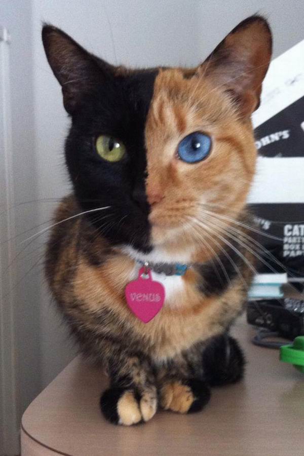 	 Необычная двуликая кошка-химера стала звездой Интернета