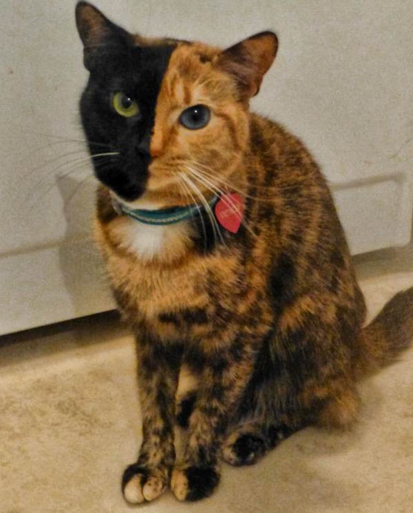 	 Необычная двуликая кошка-химера стала звездой Интернета