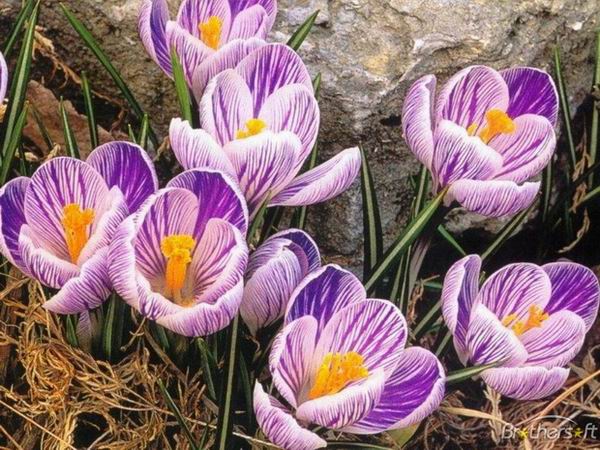 7 красивых и смертельно опасных цветов