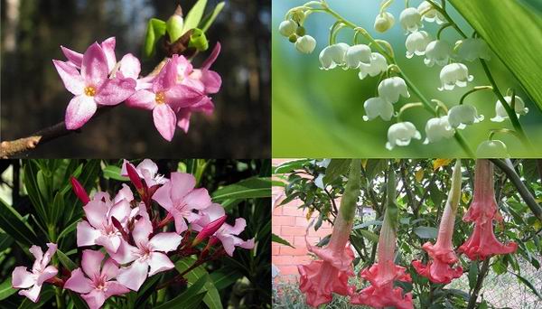 7 красивых и смертельно опасных цветов