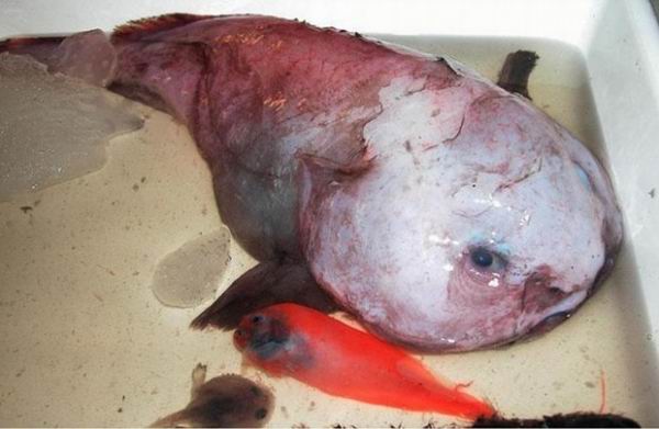 Рыба-капля: Самая печальная рыба на Земле
