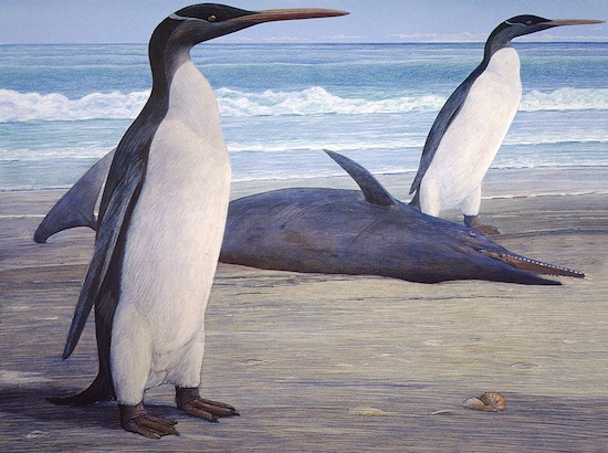 Раньше пингвины были такими же высокими, как люди