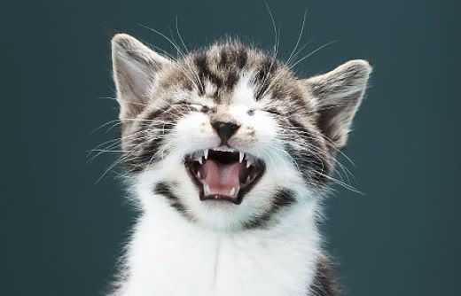 Почему у кошки шероховатый язык?