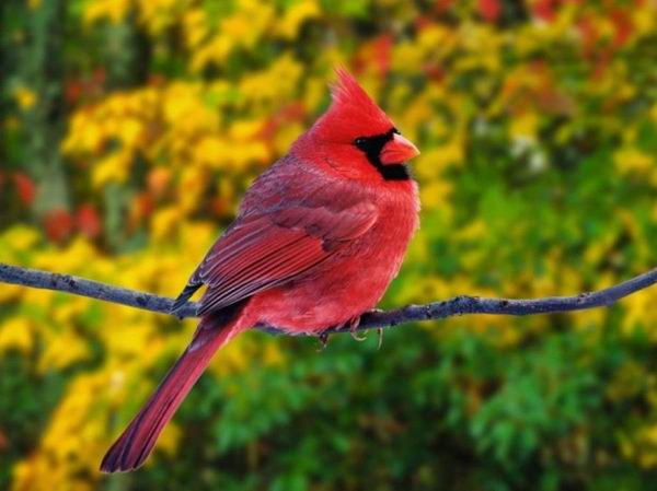 Топ-10 самых красивых птиц в мире