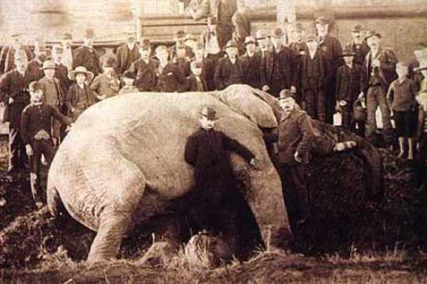 10 самых известных слонов и их смерть