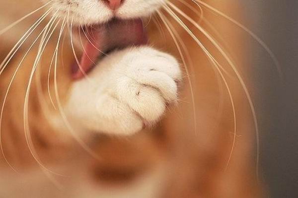 6 милых кошачьих повадок и их неожиданные объяснения