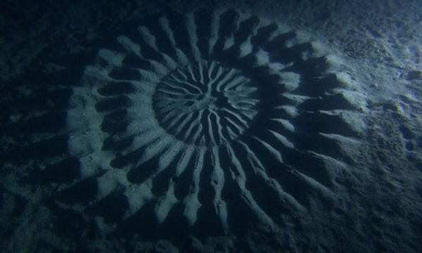 Недалеко от берегов Японии обнаружены мистические круги