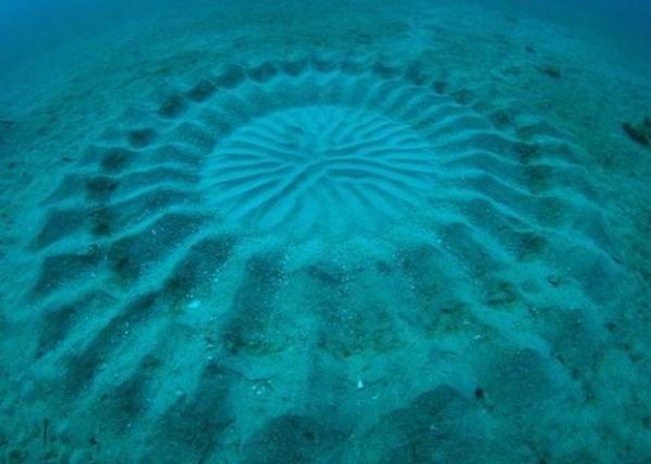 Недалеко от берегов Японии обнаружены мистические круги
