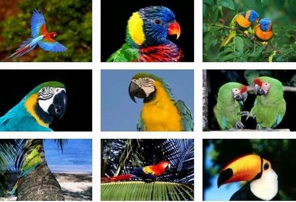 10 птиц, которых стоит избегать