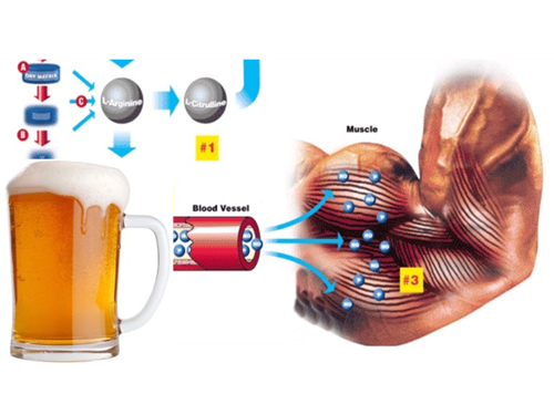 Пиво укрепляет мышцы