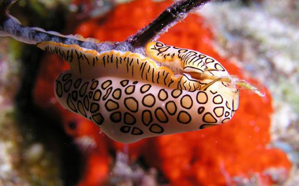 10 самых странных морских моллюсков