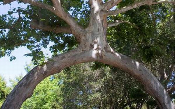 11 священных и культовых деревьев