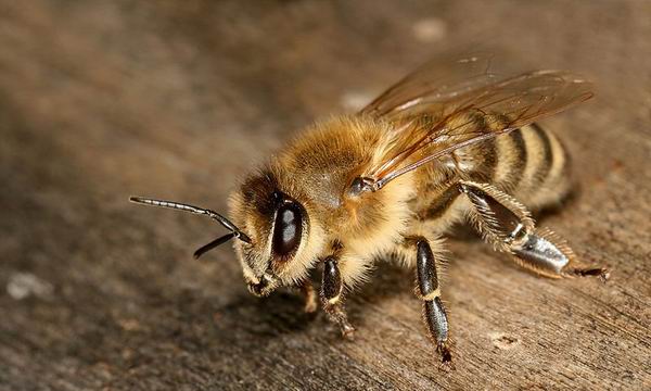 Пчелы начали делать синий мед