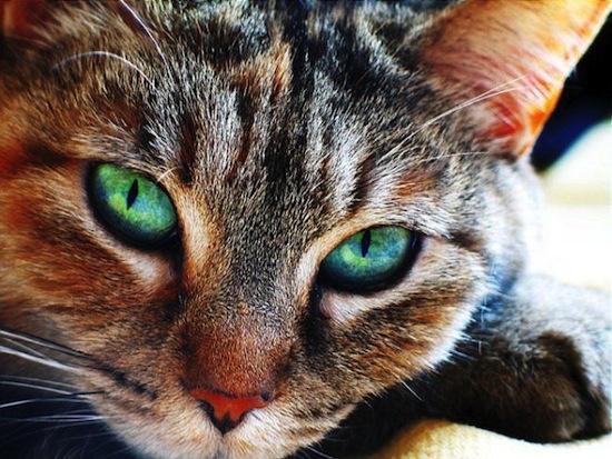 Кошки не могут видеть красный цвет, но способны различать 25 оттенков серого