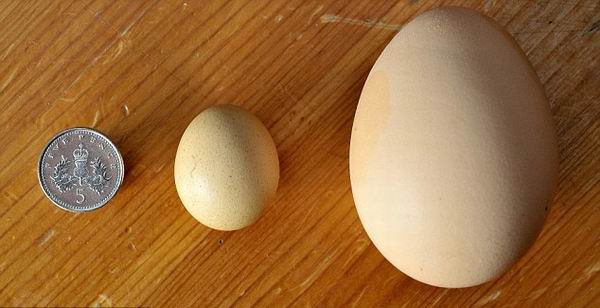 Самое маленькое куриное яйцо в мире