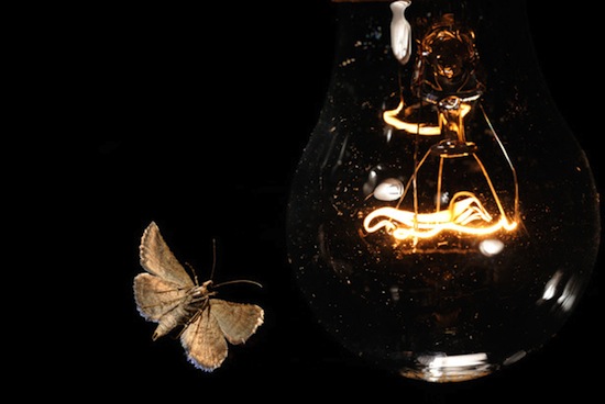 Ночные насекомые летают вокруг лампы из-за законов геометрической оптики