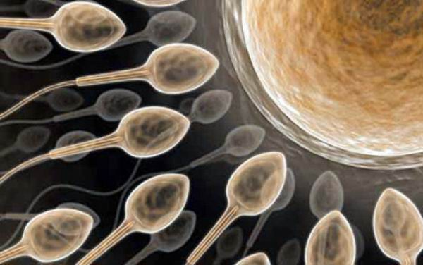 Сексуальные "пловцы": 7 фактов о сперматозоидах