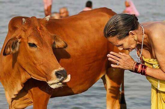 Почему корова – священное животное в Индии?