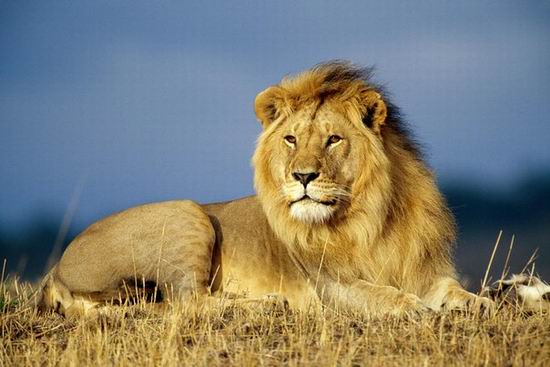 Почему льва называют «царь зверей»?