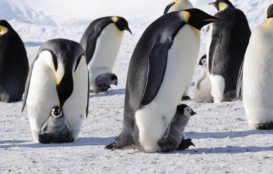 10 интересных фактов о Северном и Южном полюсе Земли