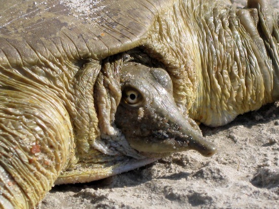 Существует черепаха, которая мочится через рот