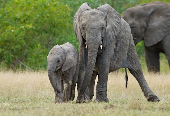 Индия испытывает трудности с алкоголизмом слонов